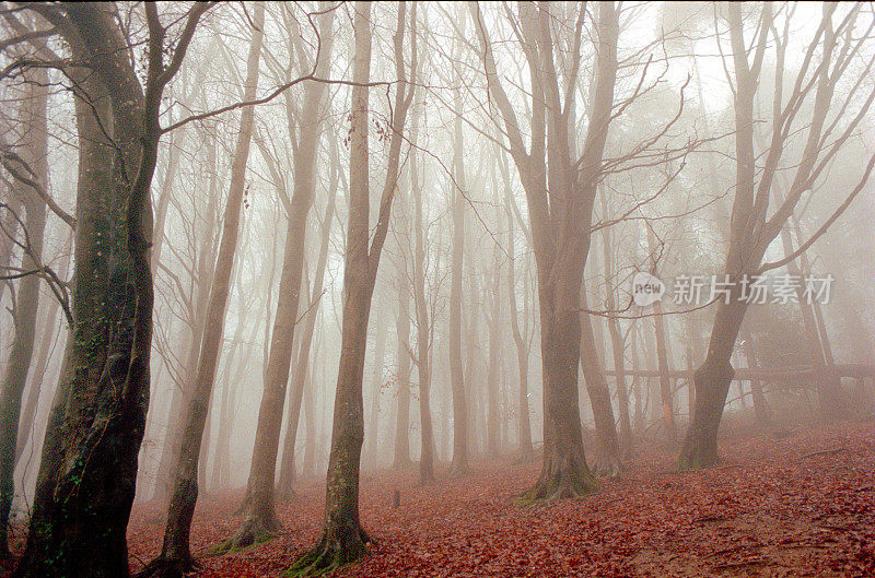 Bare trees in a misty cold morning, 35mm.